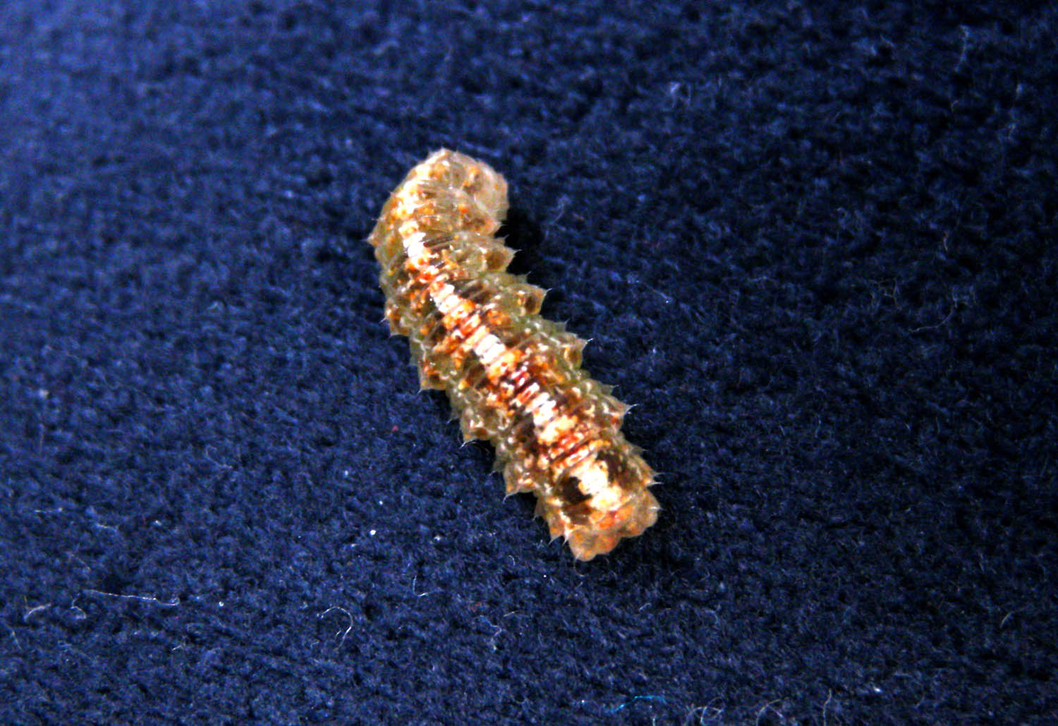 Syrphidae: Scaeva dignota da larva ad adulto